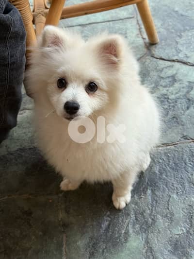 Hogo the male pomeranian
