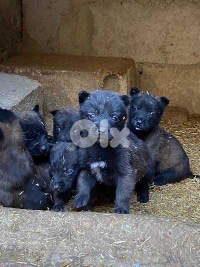 جراوي مالينوا/malinois puppies