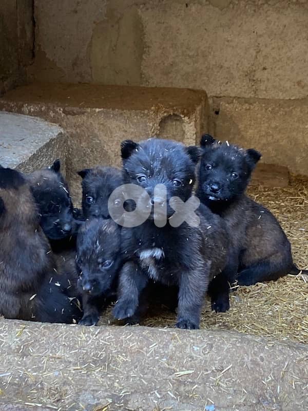 جراوي مالينوا/malinois puppies 0