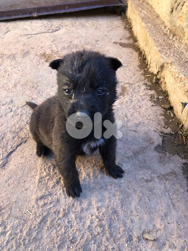 جراوي مالينوا/malinois puppies 2