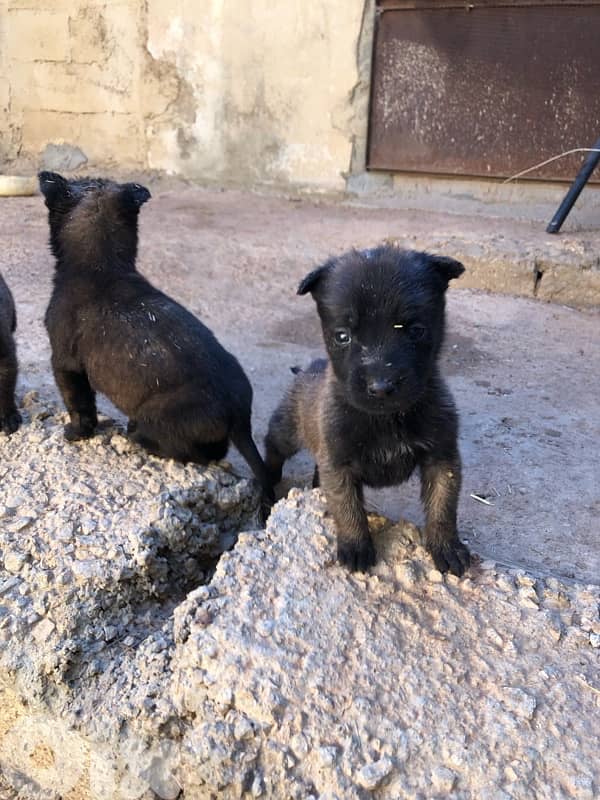 جراوي مالينوا/malinois puppies 3