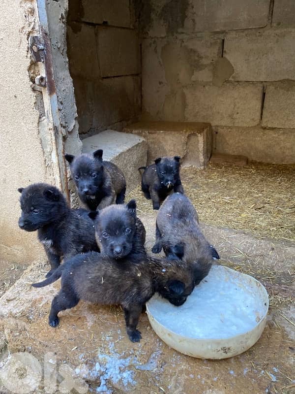 جراوي مالينوا/malinois puppies 4