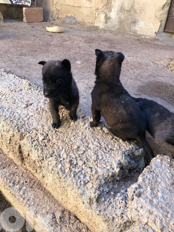 جراوي مالينوا/malinois puppies 5