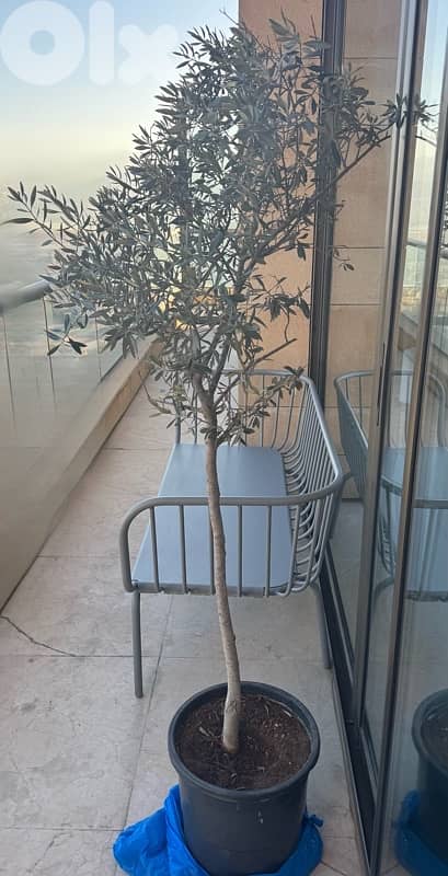 Two different Olive Trees 0