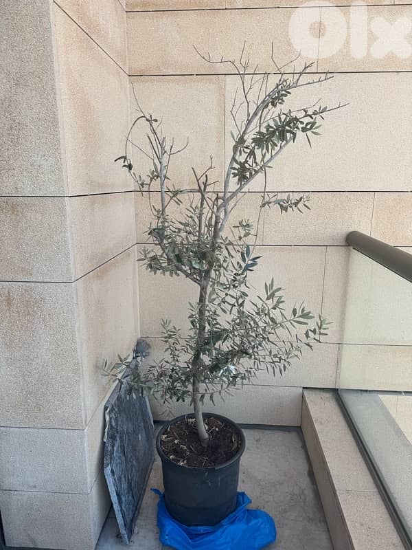 Two different Olive Trees 1