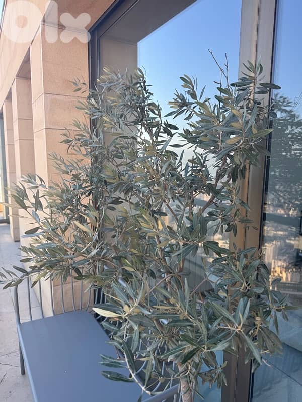 Two different Olive Trees 2