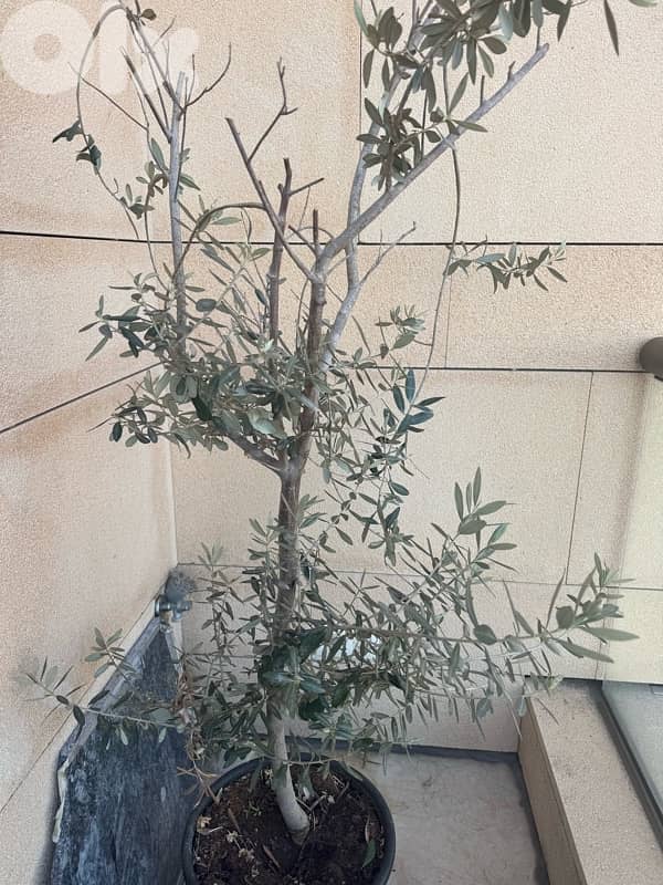 Two different Olive Trees 3