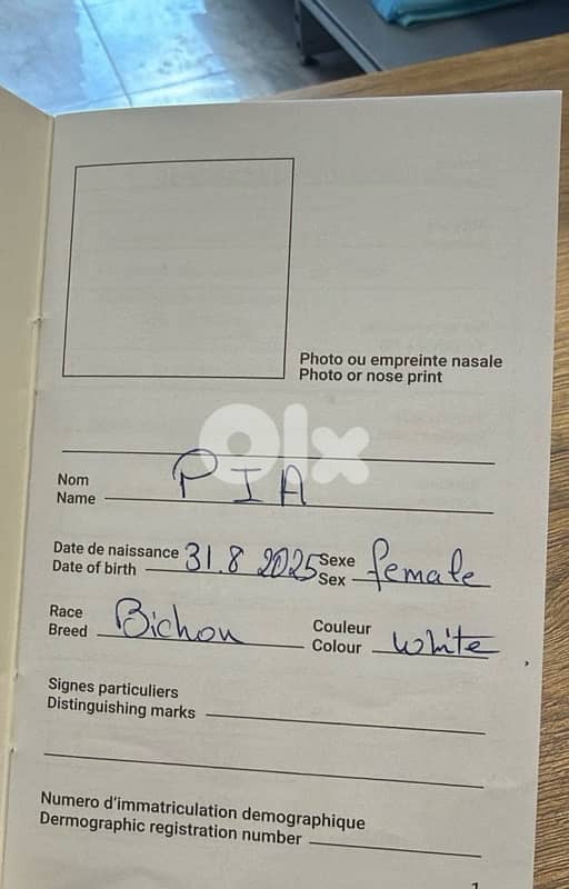 Bichon Frise puppy for $200 with all accessories number: 76051420 5