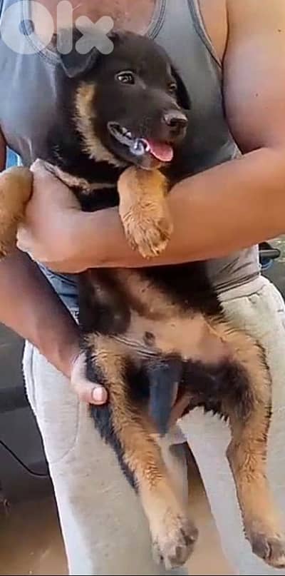 German Shepherd Puppy