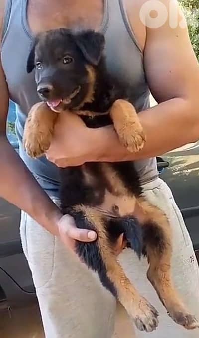 German Shepherd Puppy