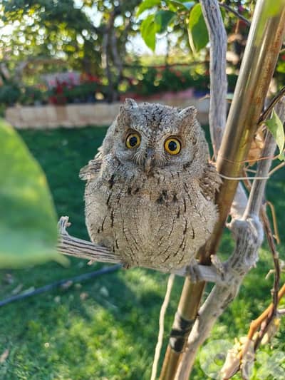 bomi ktr hlwi lal trbyy