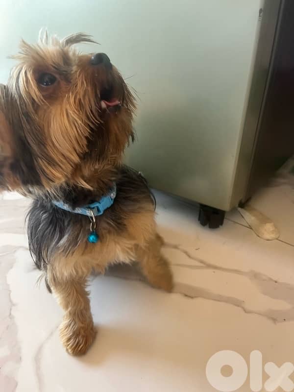 Mini Yorkie 0