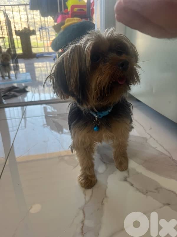 Mini Yorkie 1