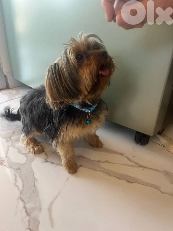 Mini Yorkie 2