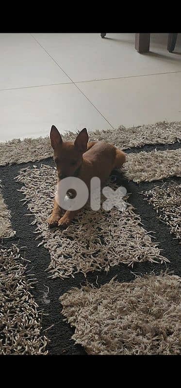 ميني بنشر عمرو شهرن ونص 0