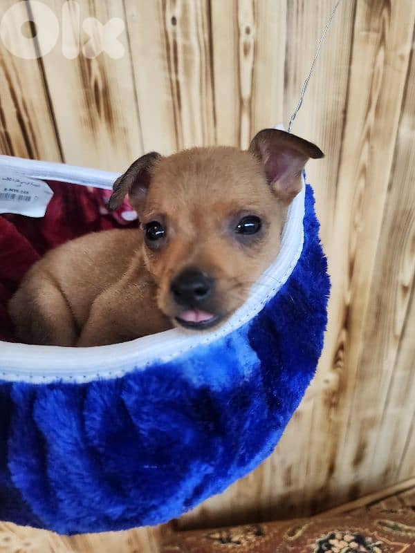 ميني بنشر عمرو شهرن ونص 1