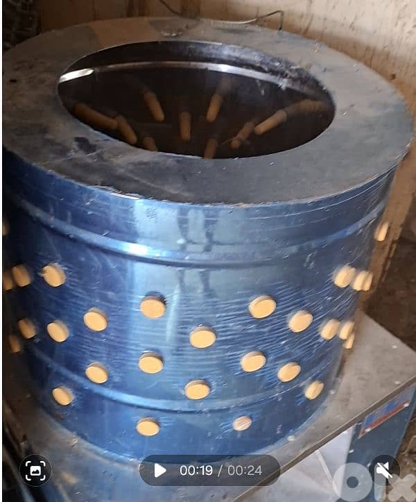 فوزون غولدن احمر و اصفر /غينيا بيغ/كوشامو/لوغورن ايزابيل/براكل بلجيكي/ 8