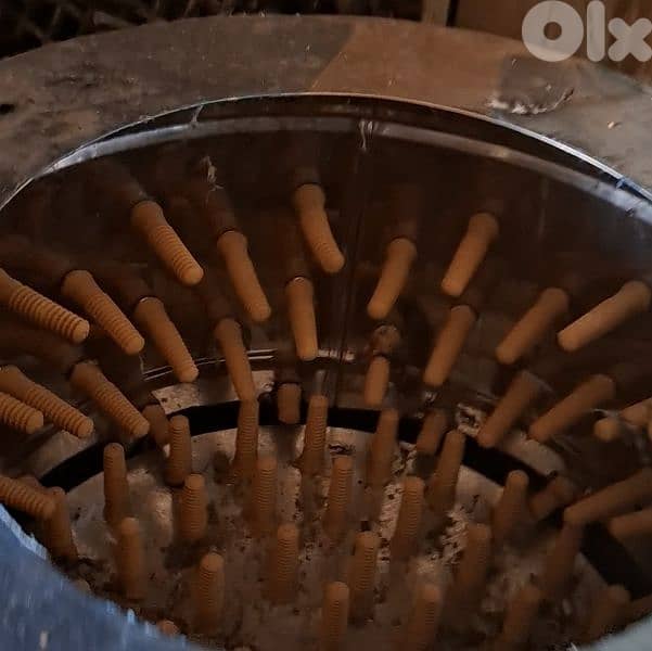 فوزون غولدن احمر و اصفر /غينيا بيغ/كوشامو/لوغورن ايزابيل/براكل بلجيكي/ 9