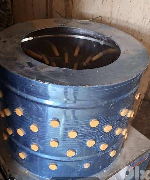 فوزون غولدن احمر و اصفر /غينيا بيغ/كوشامو/لوغورن ايزابيل/براكل بلجيكي/ 10