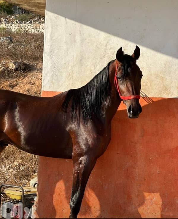 مهر واهو فرنسي للبيع 0