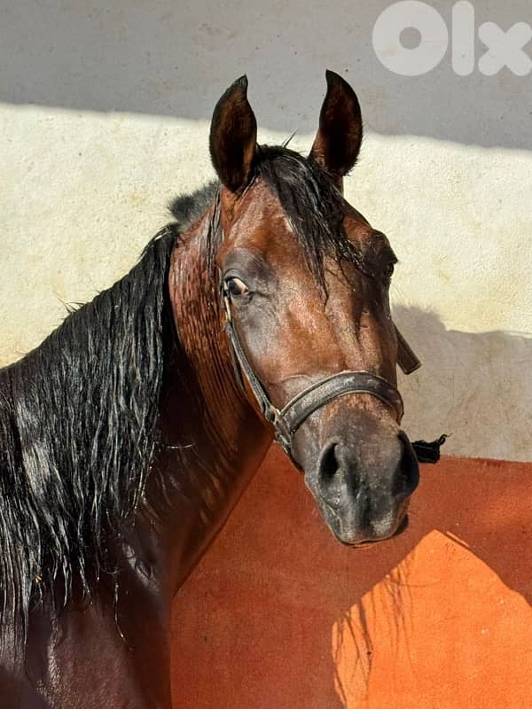 مهر واهو فرنسي للبيع 1