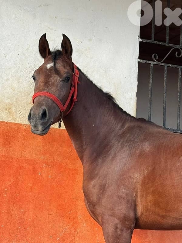 مهر واهو فرنسي للبيع 2