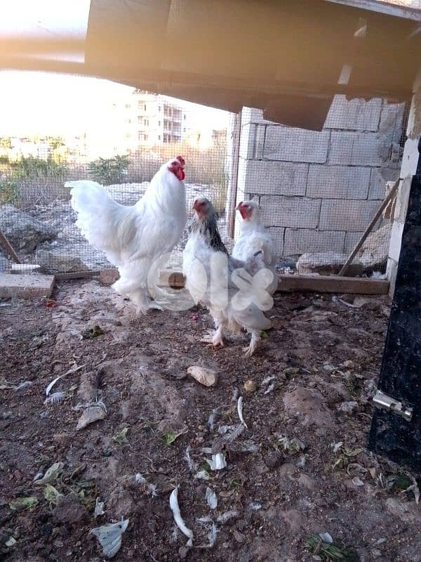 batloun chouf 78753200 2