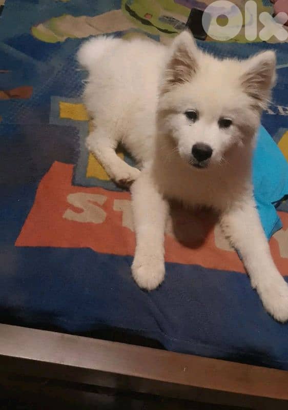 samoyed puppy 0