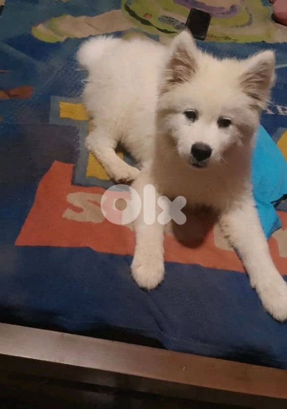 samoyed 0