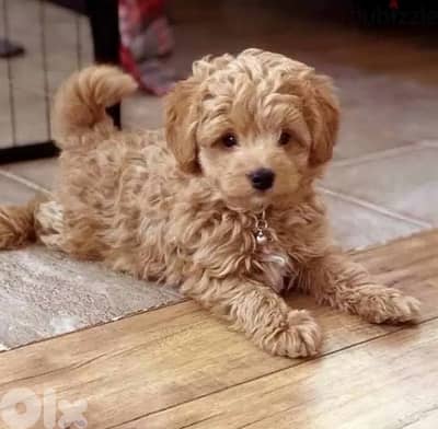 Goldendoodle puppy imported available in store & delivery كلب