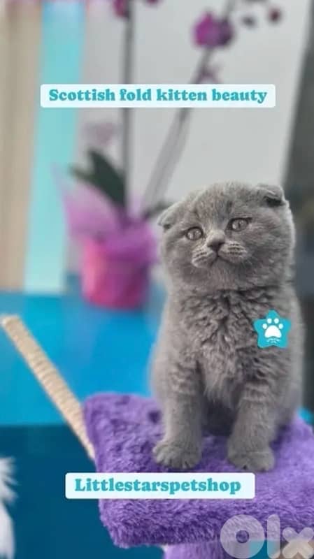 Adorable Scottish Fold kitten available in store & delivery قطط 0