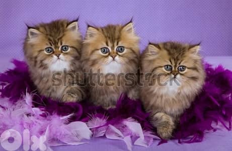 persian kittens males , females