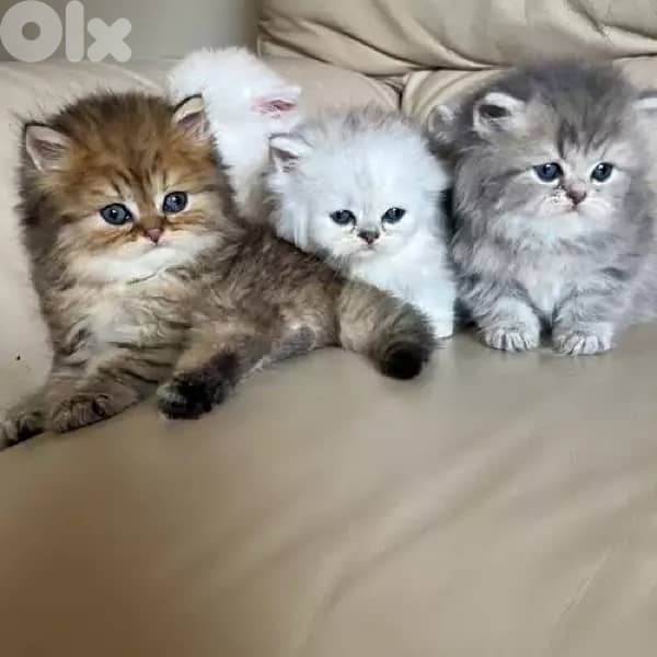 persian kittens males , females 0