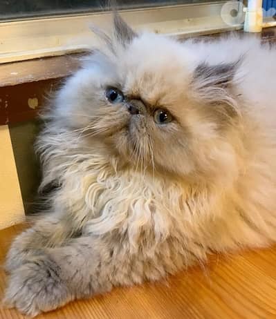 persian pure 70485808