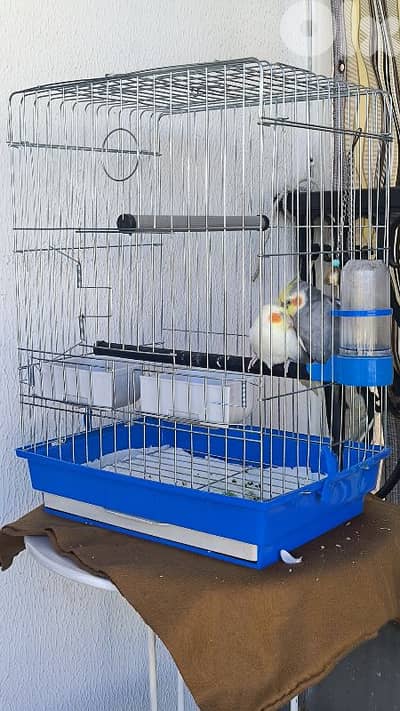 عصافير كراوان مع القفص