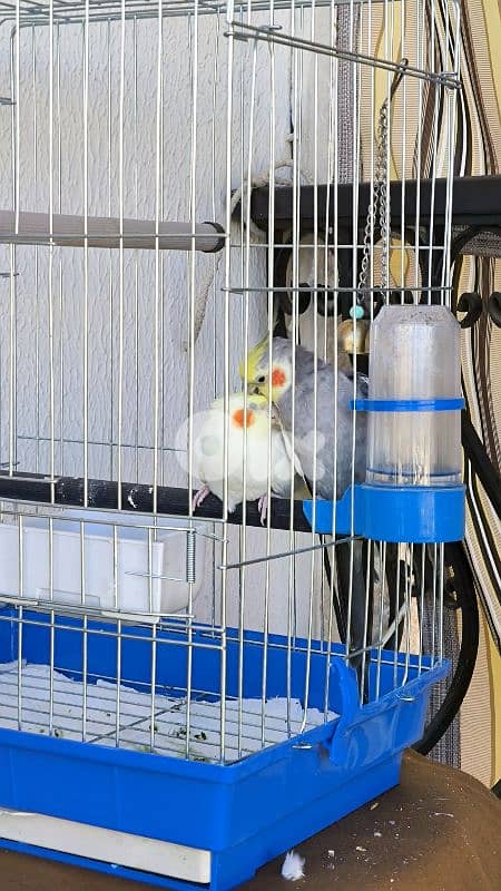 عصافير كراوان مع القفص 1