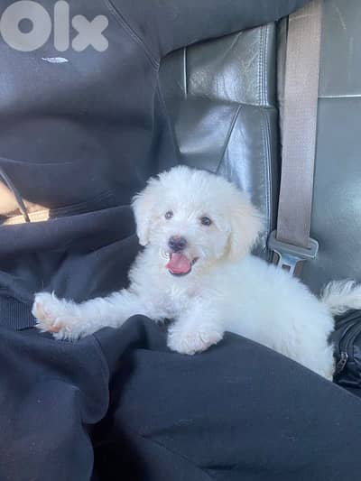 a 4 month old Bichon