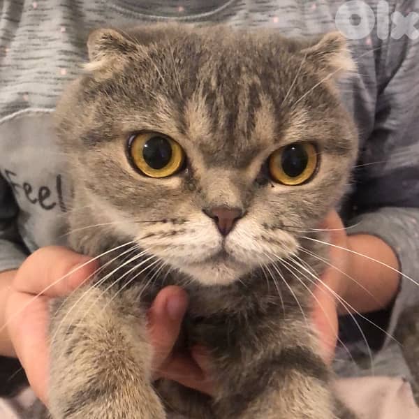 female Scottish fold 0