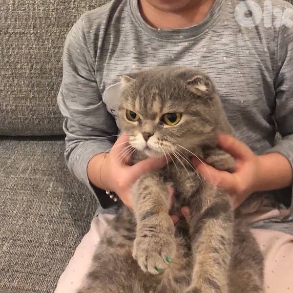 female Scottish fold 2