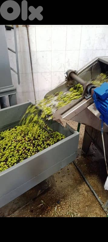 المية ومية 1