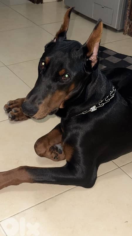 7 months male Doberman 0