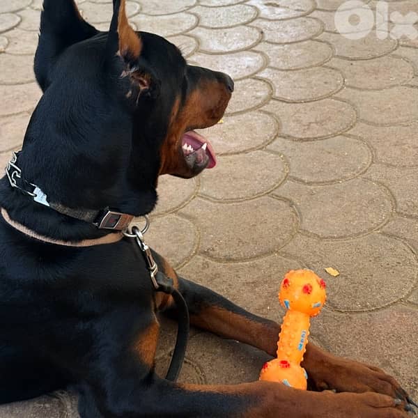 7 months male Doberman 1