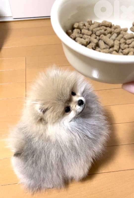 Mini Pomsky grey and white  imported 0