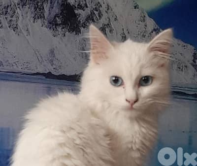 female cat full energy