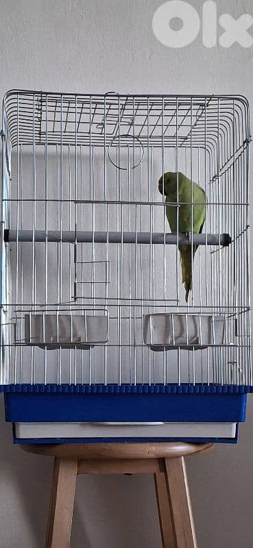 وادي الزينة داوود العلى 1