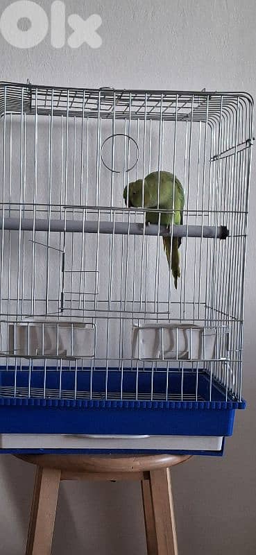 وادي الزينة داوود العلى 2