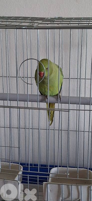 وادي الزينة داوود العلى 3