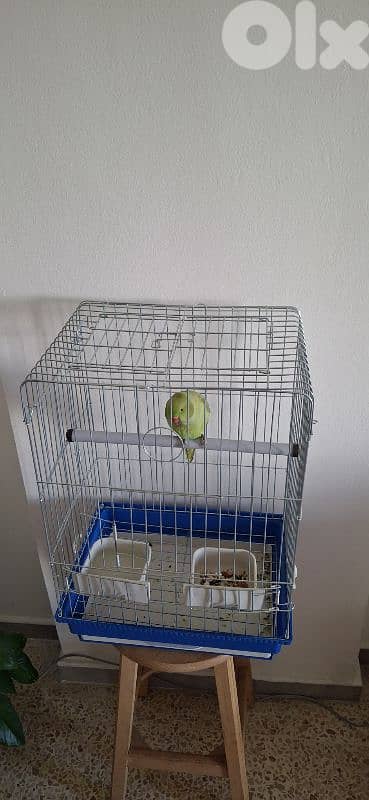 وادي الزينة داوود العلى 4