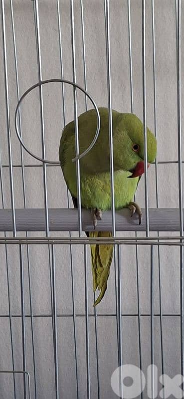 وادي الزينة داوود العلى 5