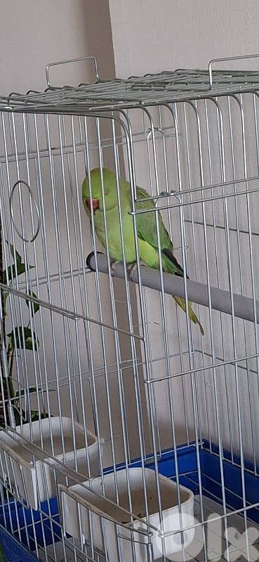 وادي الزينة داوود العلى 6